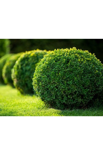 "YARA" осіннє для хвойних і вічнозелених рослин, 1 кг